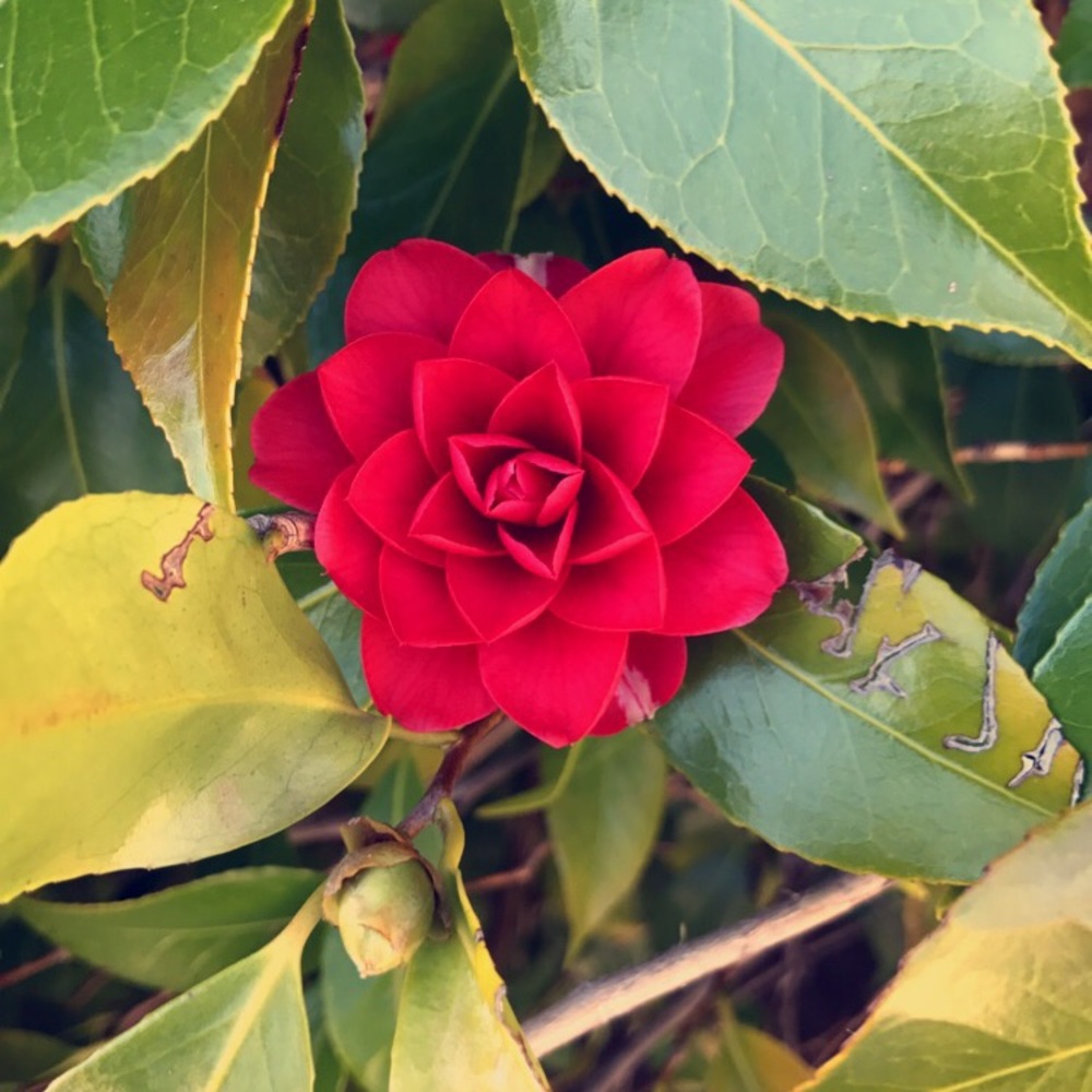 Meet your Posher, Marissa